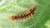 Acronicta rumicis